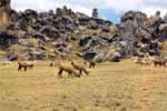 Llamas