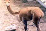 Vicuña