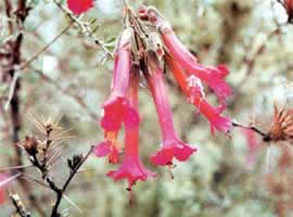 Flor de la Cantuta