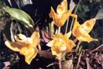 Orquidea