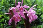 Orquidea