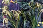 Orquidea